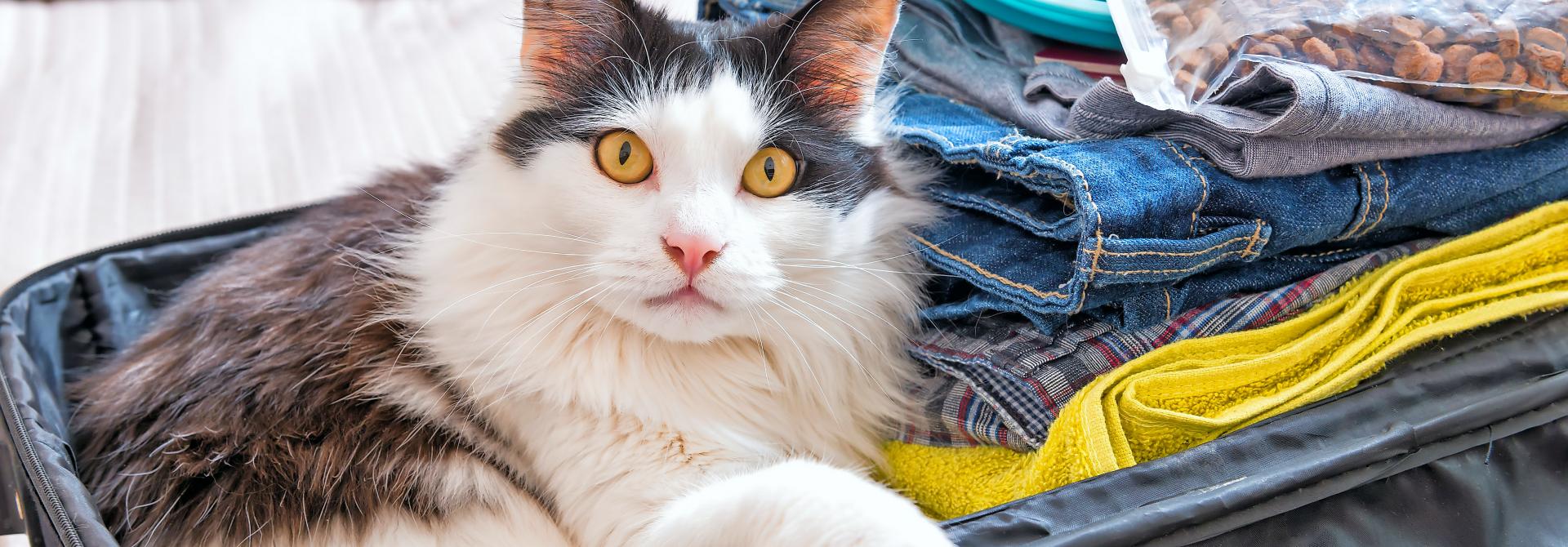 Katze im Koffer