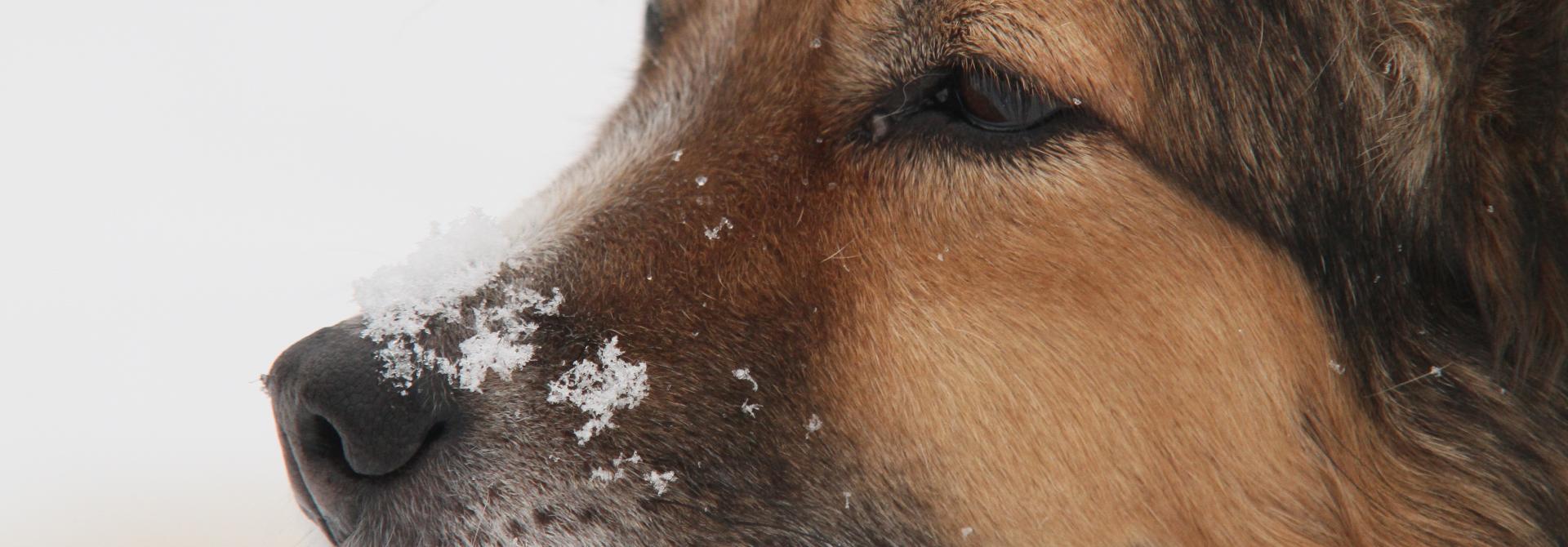 schnupfenhund.JPG