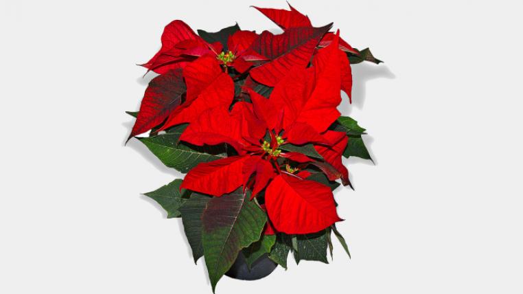 Weihnachtsstern-Andre-Karwath-by-sa_s.jpg
