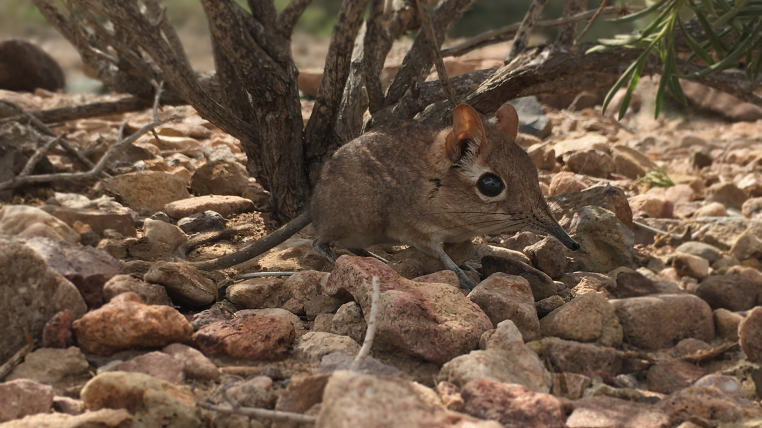 Somali-Elefantenspitzmaus