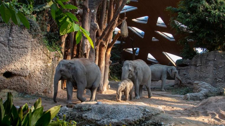 Elefanten im Zoo Zürich