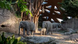 Die Elefantenherde im Zoo Zürich: Zuvorderst Omysha, deren Kalb verstarb, gefolgt von Umesh und Chandra, im Hintergrund Indi.