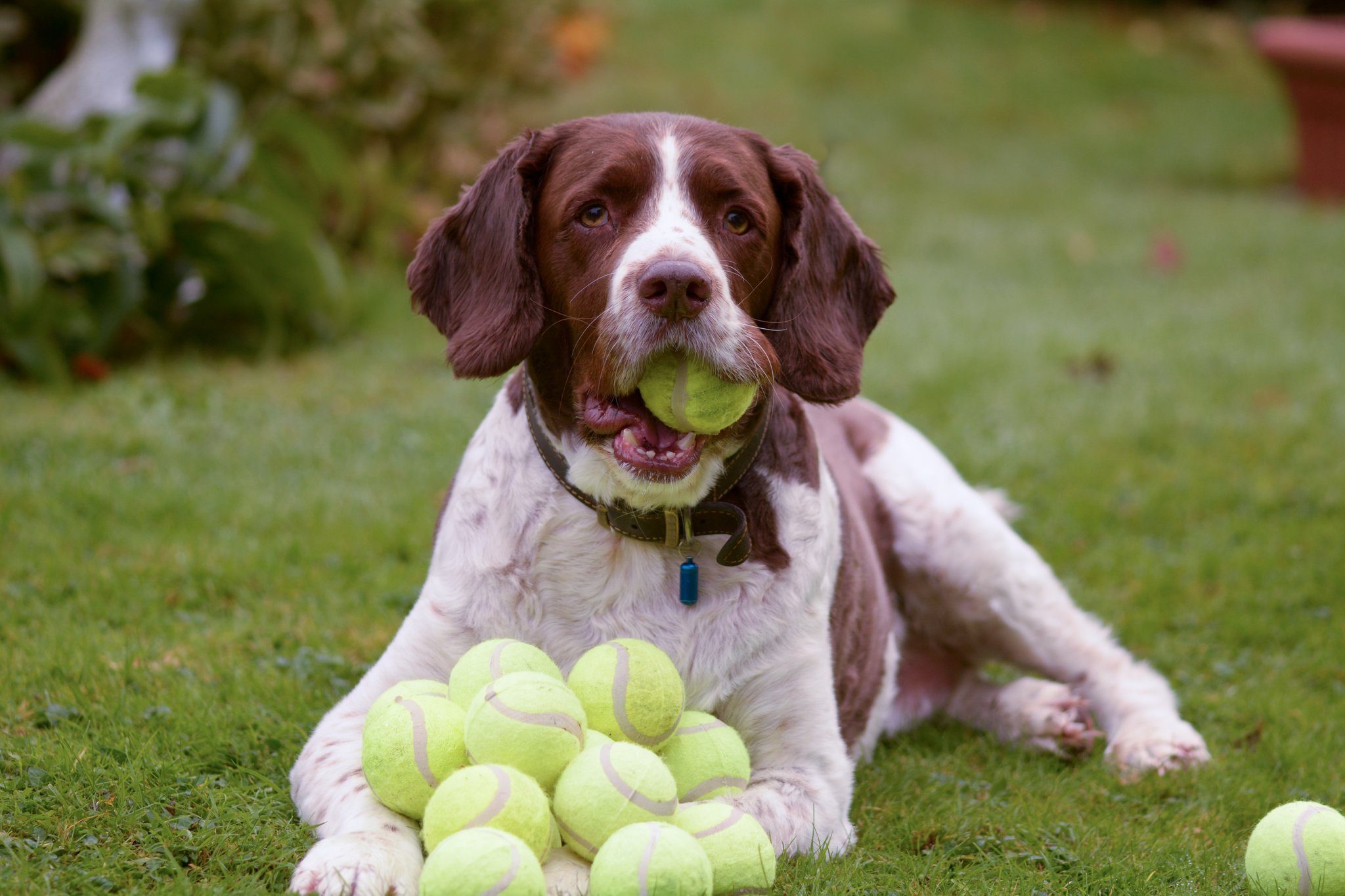 Hunde als Balljunge bei Wimbledon?