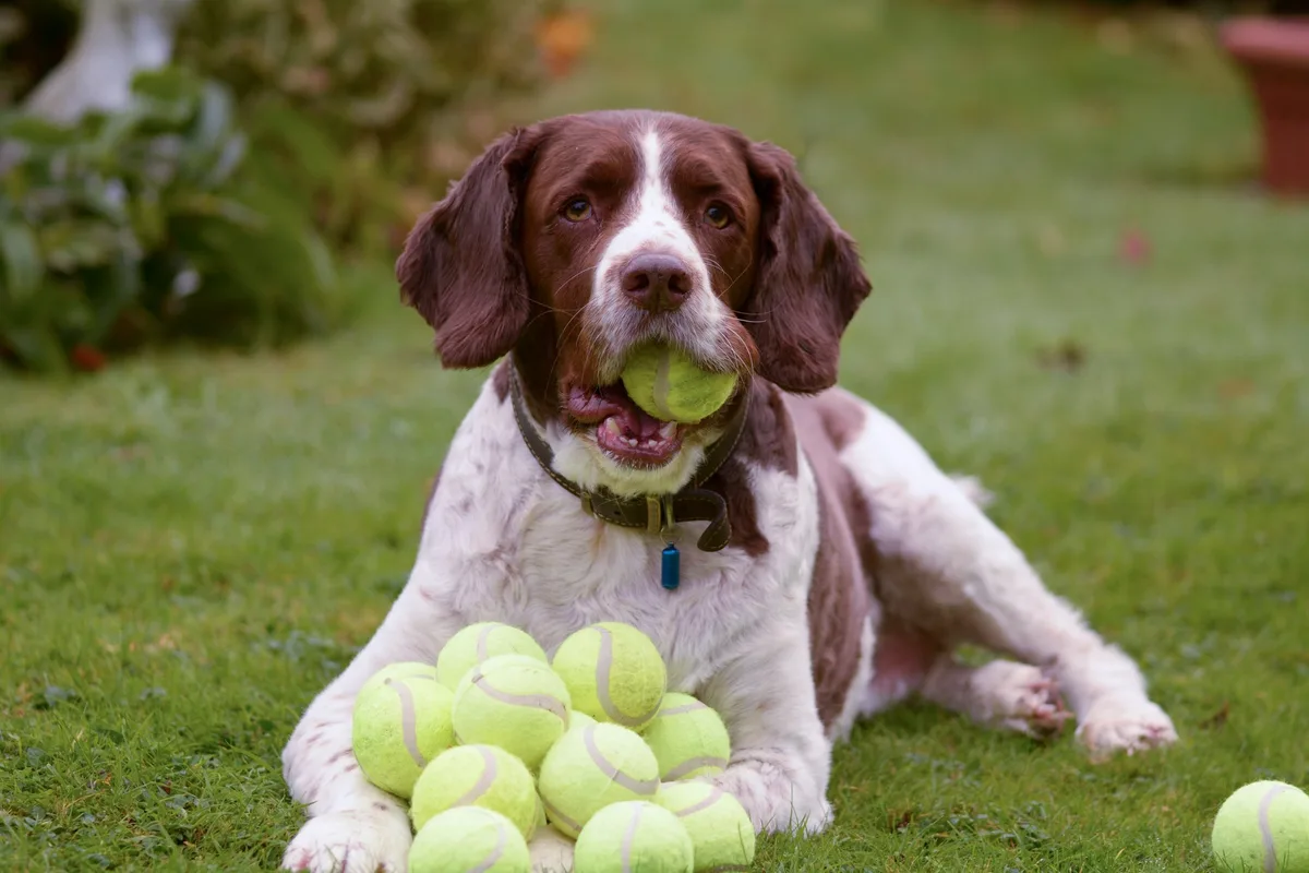 shutterstock_228734482 Hunde als Balljunge bei Wimbledon?