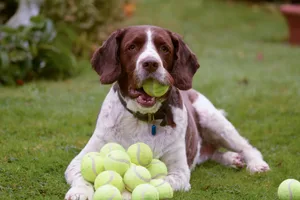 Viele Hunde können Tennisbällen nicht widerstehen.