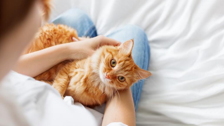 Katze auf Schoss von Frau