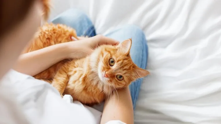 9a7b07ef74e4b79ba52488c4f572d0faa7c08584 Katze auf Schoss von Frau