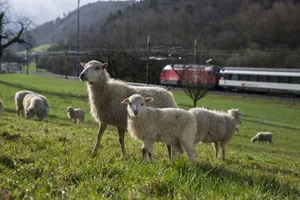 Die Naturpflege GmbH hält die grösste Skuddenpopulation der Schweiz.