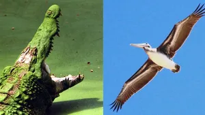 Bei den Knochenfunden in Argentinien ist noch nicht klar, ob es sich bisher noch unklar, ob es sich bei ihnen um Archosaurier handelt oder um die Vorläufer grosser Krokodile und Vögel.
