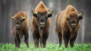 Der Wald ist für Wisenteeigentlich kein geeigneter Lebensraum. Da sieaber nicht einfach auf Agrarland ausweichen können, bleibt ihnen nichts anders übrig, als im Wald zu bleiben.