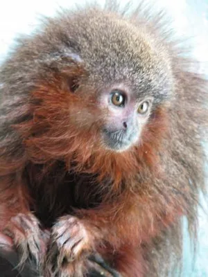 Der schnurrende Affe (Callicebus caquetensis)