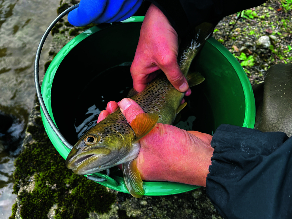 Mit Hilfe der Steuerung können die Fischer die richtige Spannung einstellen. Das elektrische Feld lässt die Fische in Richtung der Anode, des Pluspols, schwimmen. Hier kann man sie einfach mit Kescher und Eimer einfangen.