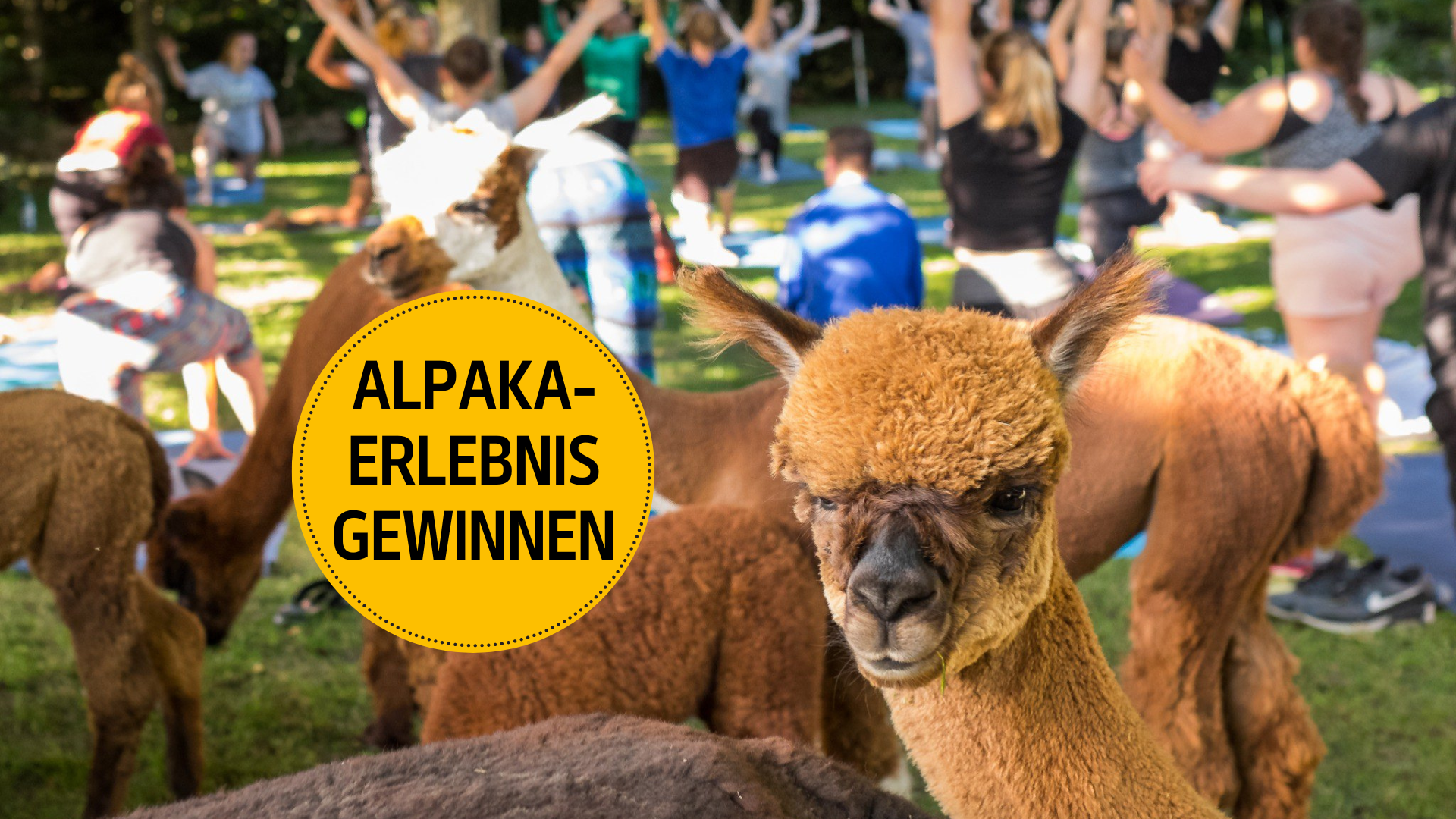 Wir verlosen 2x2 Yoga-Sessions oder Fondue-Abende inmitten von Alpakas