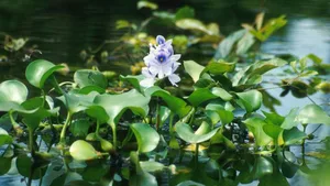 Wie umgehen mit fremden Pflanzen wie der Dickstieligen Wasserhyazinthe (Eichhornia crassipes)? Zur Bekämpfung braucht es ein Budget.