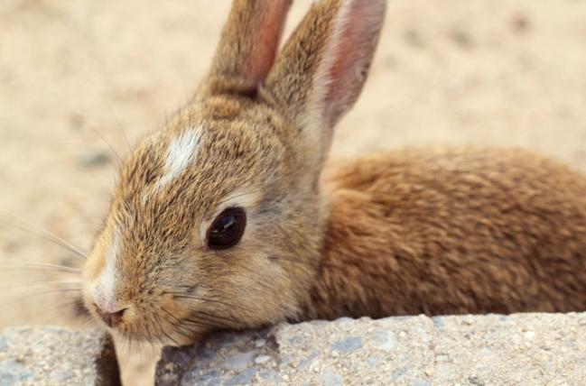 1okunoshima-ikumic-ccby.jpg