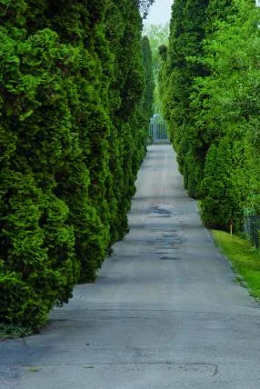 1200 Unterschriften wurden für die Allee gesammelt.