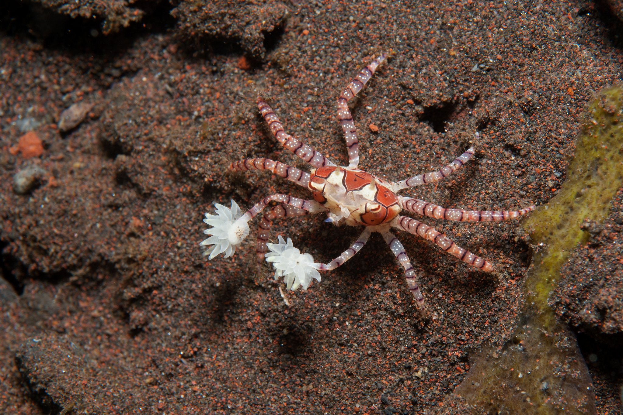 Die Pompom-Krabbe: Seeanemonen als Boxhandschuhe