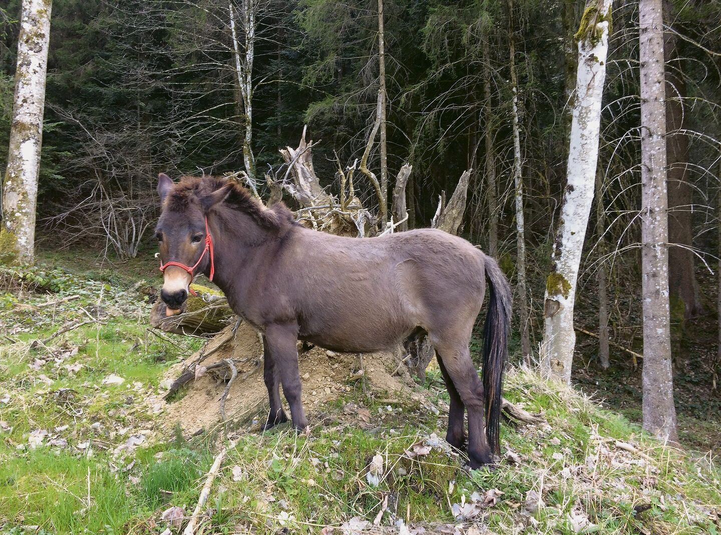 Maultiere sind nur bedingt mit Pferden vergleichbar.