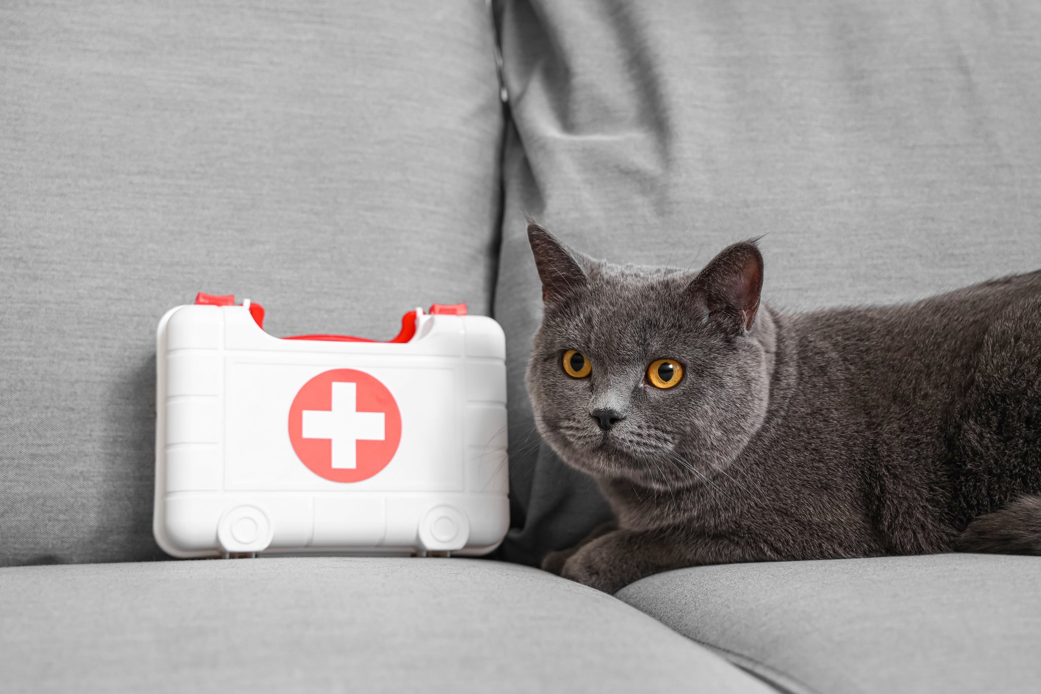 Ausgerenktes Hüftgelenk bei Katzen