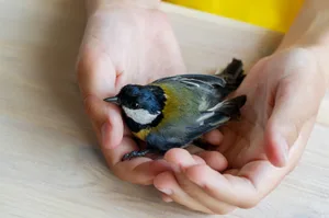 Nach einem Flug gegen die Fensterscheibe, sind viele Vögel apathisch und können nicht mehr fliegen.