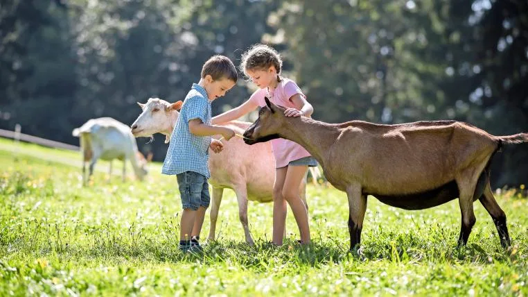 9aea2ac4fba3b03da232c004dd3b3b4d9ff9b54c Kinder mit Geissen