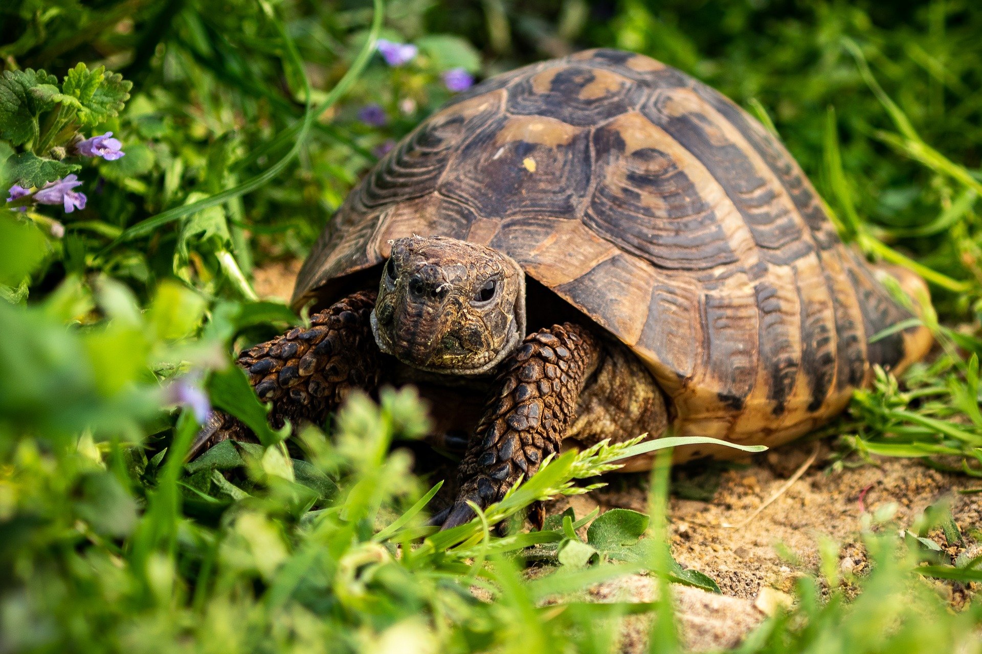 Mehr als 60'000 Reptilien werden in der Schweiz tierquälerisch gehalten