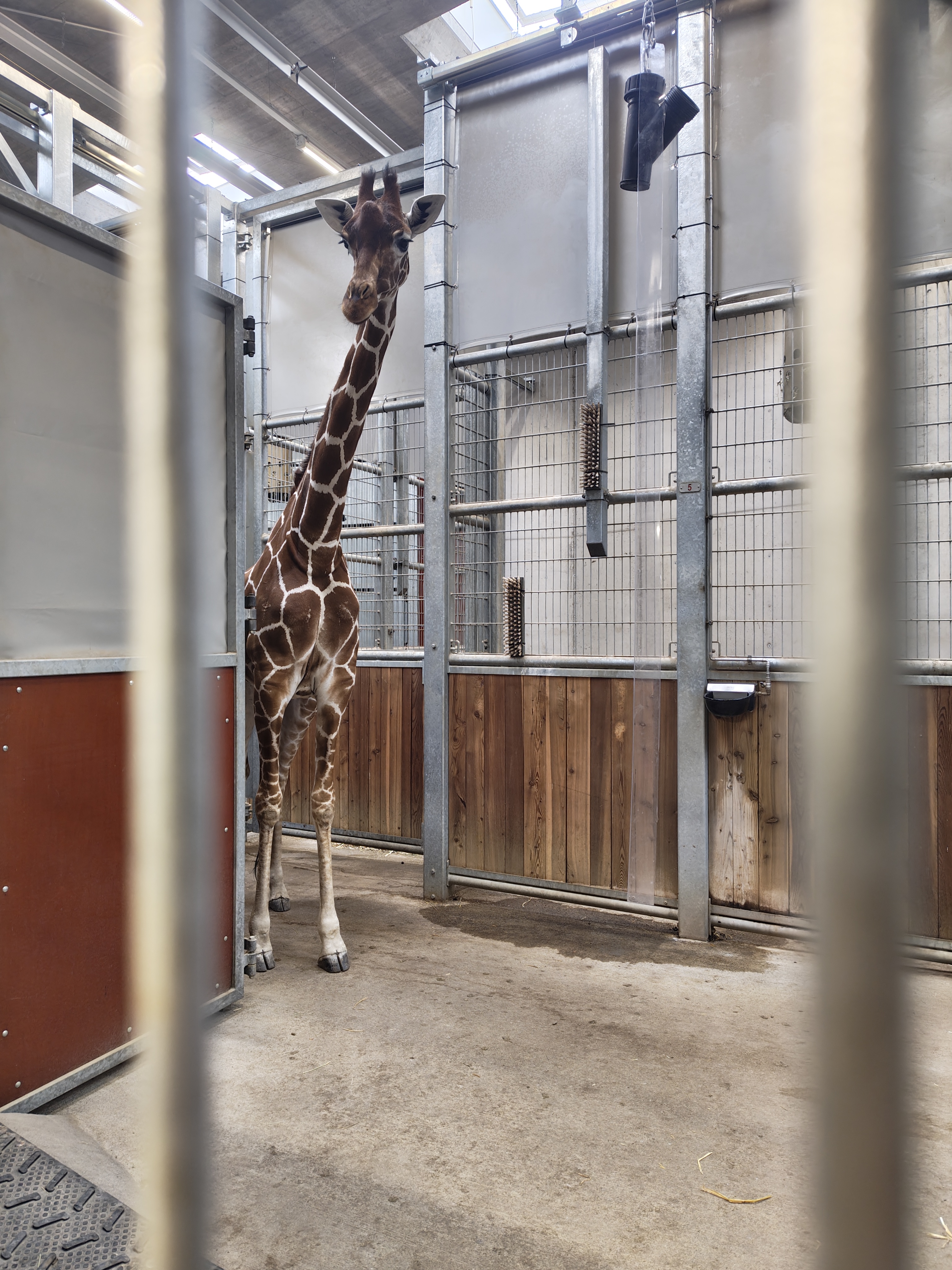 Giraffendame Irma weiss genau, was ihr blüht, wenn sie Tierärztin Maja Kummrow erblickt.