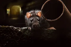 Als Haustier zeigen Ratten, dass sie besser sind als ihr Ruf.
