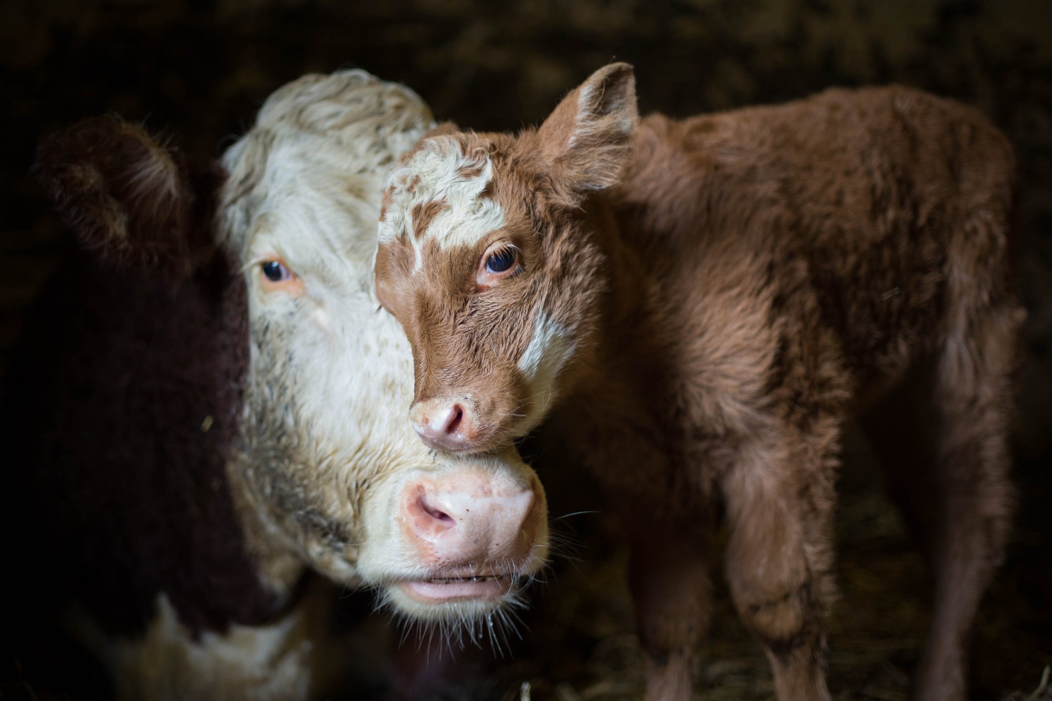 Abkehr von der Nutztierhaltung: Warum verzichten immer mehr Menschen auf tierische Produkte?