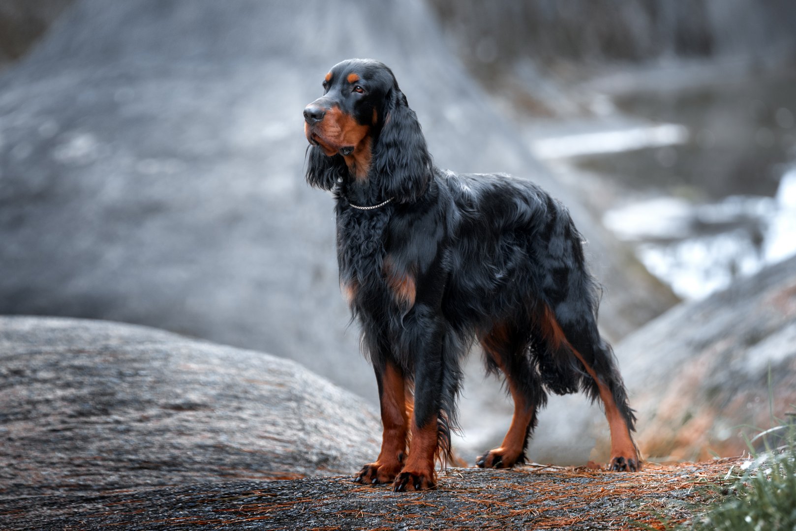 Gordon Setter: Der agile Jagdhund voller Eleganz und Charakter