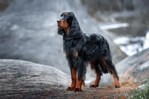Sein glänzendes Fell, die langen Ohren und seine Grösse machen den Gordon Setter unverwechselbar unter den Settern.