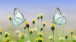 Immer selteneres Bild: Die Insekten verschwinden. Nun soll der Bund bei der Suche nach den Ursachen mithelfen.