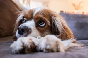 Hunde können lernen, auch mal alleine zuhause zu bleiben.