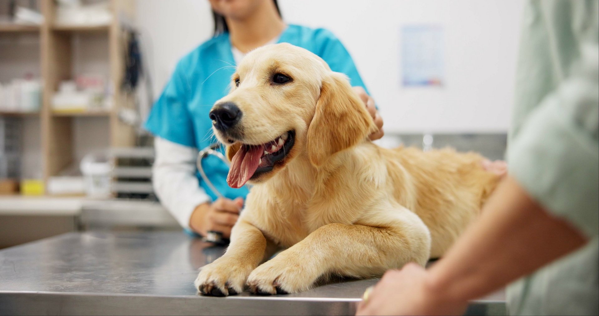 Ist eine Versicherungspflicht für Hunde gerechtfertigt?