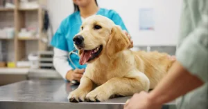Haftpflichtversicherung für Hunde: Warum sie Pflicht sein sollte, um Halter und Geschädigte zu schützen und Verantwortung zu fördern.