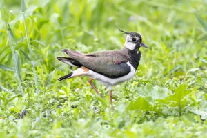 Der Kiebitz gilt hierzulande als stark gefährdet. Seit vielen Jahren setzt sich BirdLife deshalb für den Watvogel ein.