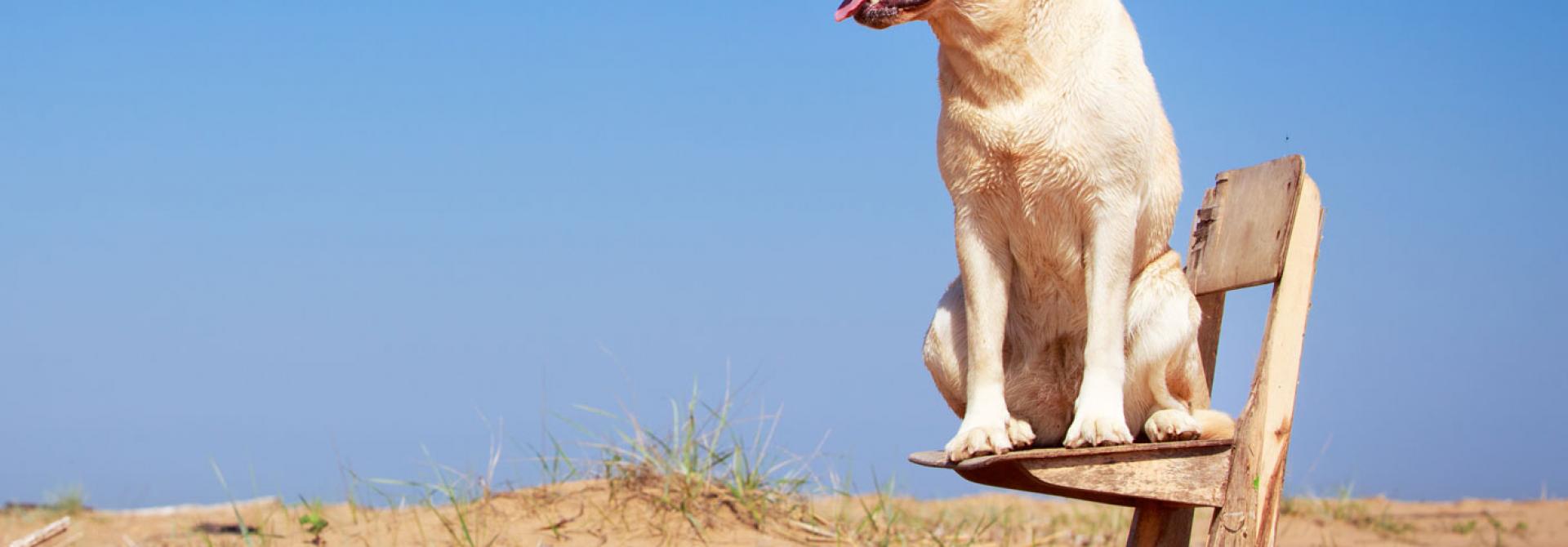 Hund in der Sonne