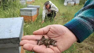 Neonicotinoide sind giftig für Bienen – in der Schweiz gilt deshalb ein Teilverbot. Nun fordert Greenpeace ein Totalverbot.