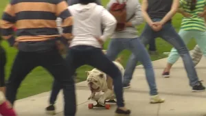 Bulldogge Otto beim Weltrekord