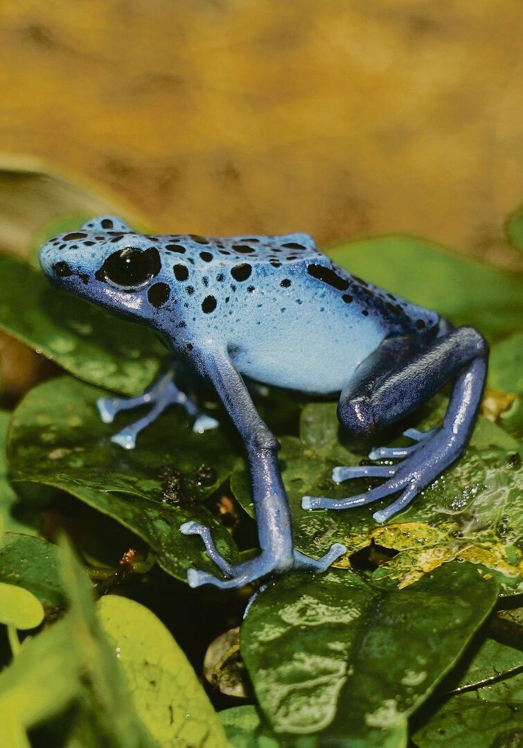 Der Blaue Pfeilgiftfrosch ruht sich auf der Kletterfeige aus.
