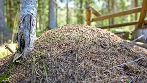 Ob Ameisen wirklich das Wetter voraussagen können, wird wissenschaftlich zumindest angezweifelt.