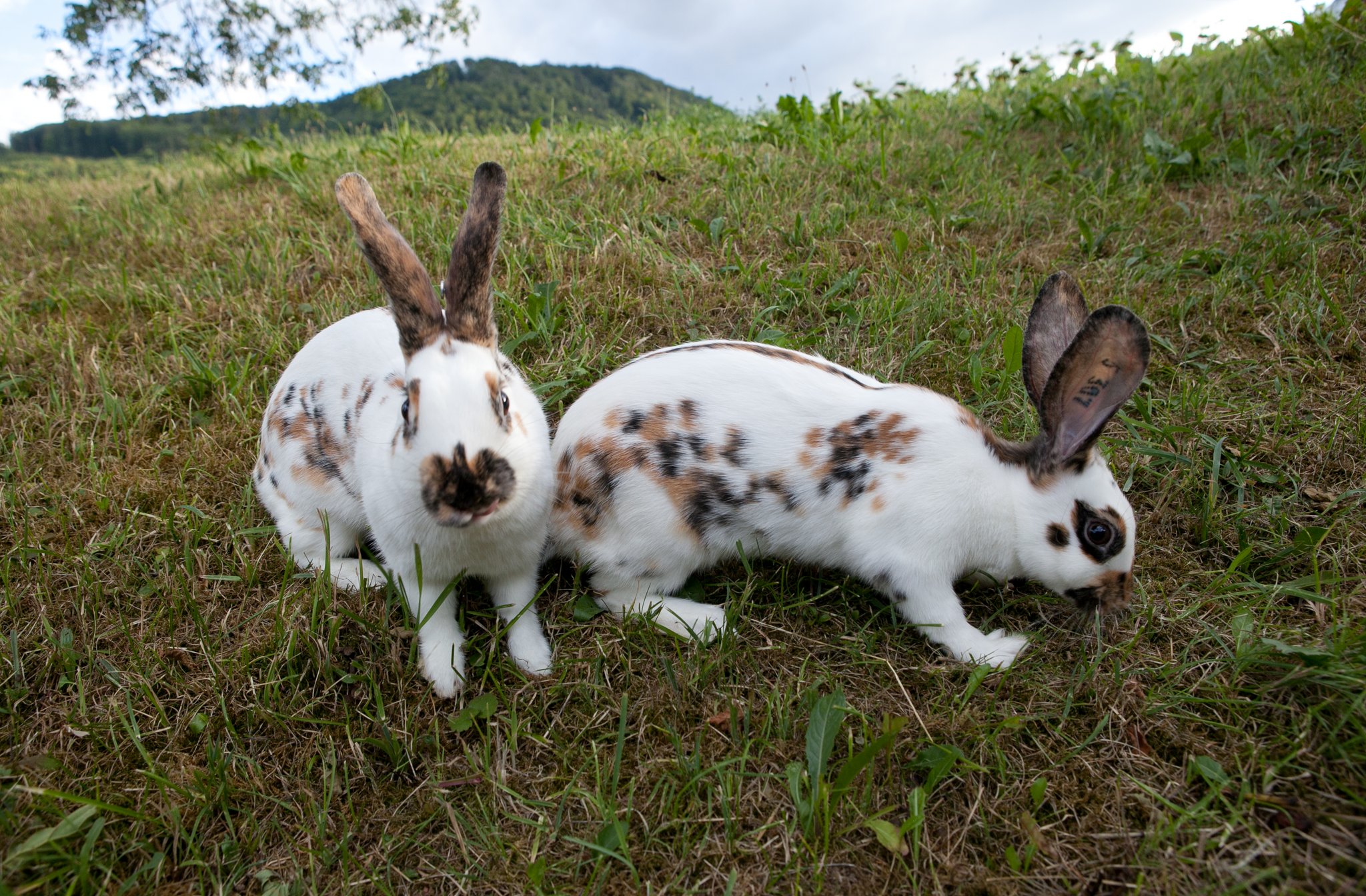 Die bunten Dreifarben-Kleinscheckenkaninchen