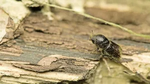 Borkenkäfer-Alarm: Besonders der Buchdrucker (Ips typographus) vermehrt sich dieses Jahr explosionsartig.