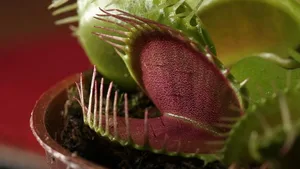Die Venusfliegenfalle ist eine tödliche Verlockung für Insekten.