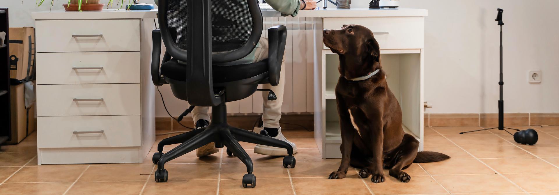 Hund mit Herrchen im Homeoffice