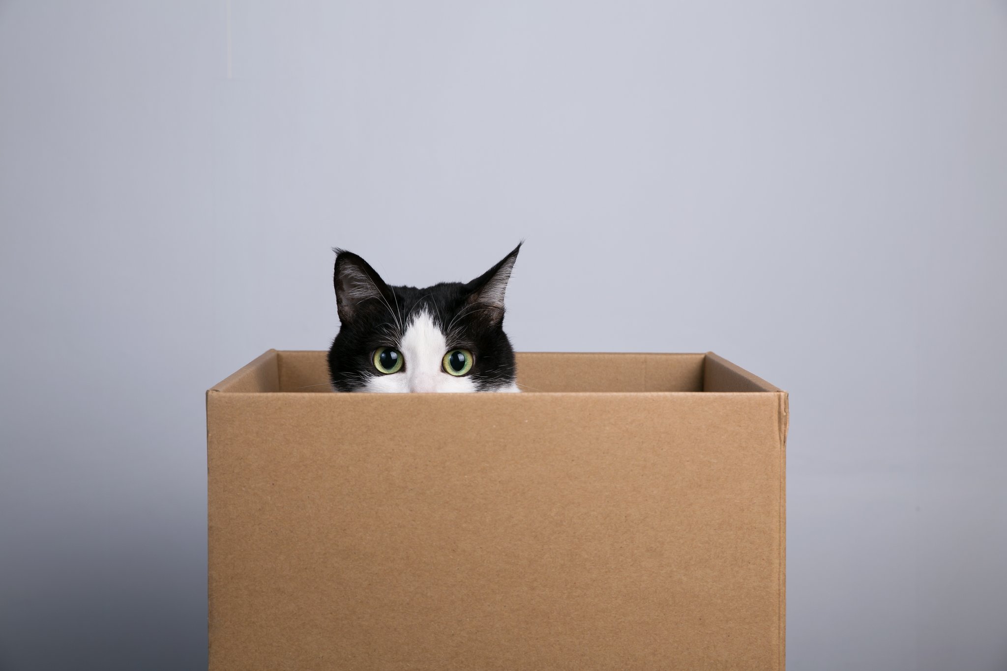 Unzertrennlich: Katzen und Schachteln