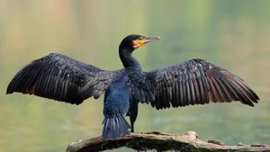 Sorgt für Aufruhr an Europas Gewässern: der Kormoran.