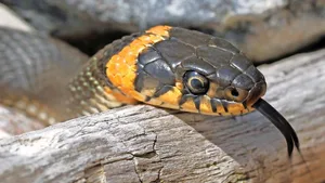 Die typischeZeichnung am Hinterkopf, die halbmondförmigen Flecken, sind das Ereknnungsmerkmal der Ringelnatter (Natrix natrix).