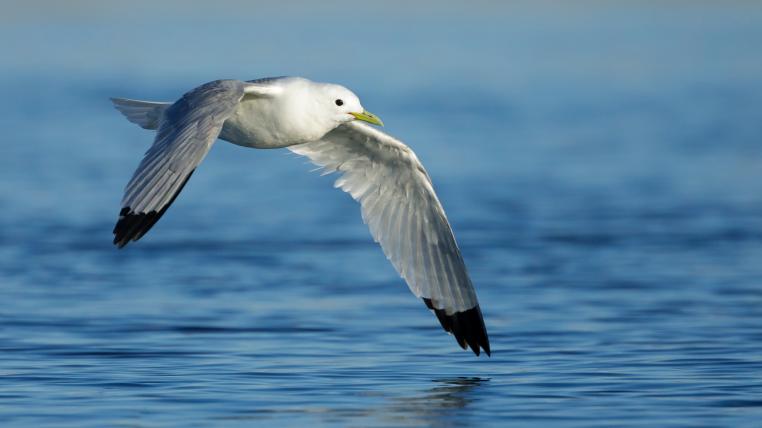 Dreizehenmöwe im Flug übers Meer