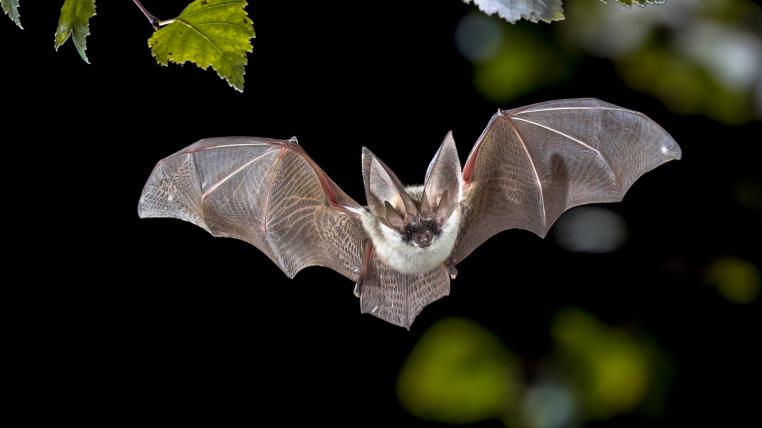 Fledermaus